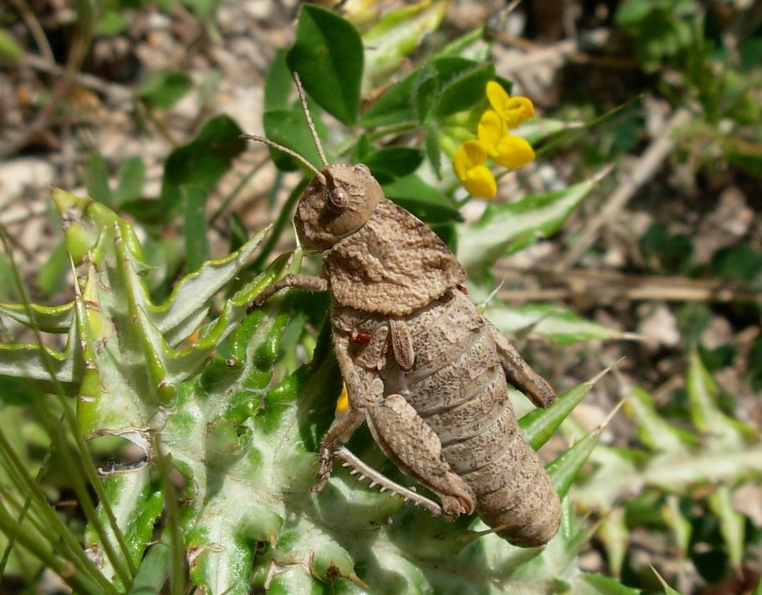 Ocneridia nigropunctata (Orthoptera, Pamphagidae)